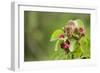 Eurasian Harvest Mouse (Micromys Minutus), Devon, England, United Kingdom-Janette Hill-Framed Photographic Print