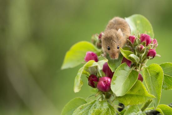 Eurasian Harvest Mouse (Micromys Minutus), Devon, England, United Kingdom'  Photographic Print - Janette Hill | AllPosters.com