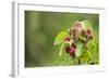 Eurasian Harvest Mouse (Micromys Minutus), Devon, England, United Kingdom-Janette Hill-Framed Photographic Print