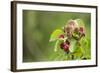 Eurasian Harvest Mouse (Micromys Minutus), Devon, England, United Kingdom-Janette Hill-Framed Photographic Print