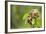 Eurasian Harvest Mouse (Micromys Minutus), Devon, England, United Kingdom-Janette Hill-Framed Photographic Print