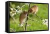 Eurasian Harvest Mouse (Micromys Minutus), Devon, England, United Kingdom-Janette Hill-Framed Stretched Canvas