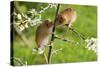 Eurasian Harvest Mouse (Micromys Minutus), Devon, England, United Kingdom-Janette Hill-Stretched Canvas