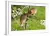 Eurasian Harvest Mouse (Micromys Minutus), Devon, England, United Kingdom-Janette Hill-Framed Photographic Print