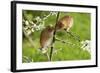 Eurasian Harvest Mouse (Micromys Minutus), Devon, England, United Kingdom-Janette Hill-Framed Photographic Print