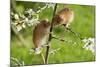 Eurasian Harvest Mouse (Micromys Minutus), Devon, England, United Kingdom-Janette Hill-Mounted Photographic Print