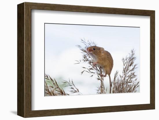 Eurasian Harvest Mouse (Micromys Minutus), Devon, England, United Kingdom-Janette Hill-Framed Photographic Print