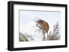 Eurasian Harvest Mouse (Micromys Minutus), Devon, England, United Kingdom-Janette Hill-Framed Photographic Print