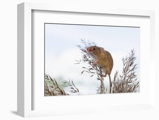 Eurasian Harvest Mouse (Micromys Minutus), Devon, England, United Kingdom-Janette Hill-Framed Photographic Print