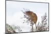 Eurasian Harvest Mouse (Micromys Minutus), Devon, England, United Kingdom-Janette Hill-Mounted Photographic Print