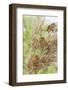 Eurasian Harvest Mouse (Micromys Minutus), Devon, England, United Kingdom-Janette Hill-Framed Photographic Print