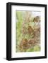 Eurasian Harvest Mouse (Micromys Minutus), Devon, England, United Kingdom-Janette Hill-Framed Photographic Print