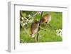 Eurasian Harvest Mouse (Micromys Minutus), Devon, England, United Kingdom-Janette Hill-Framed Photographic Print