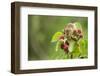 Eurasian Harvest Mouse (Micromys Minutus), Devon, England, United Kingdom-Janette Hill-Framed Photographic Print