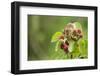 Eurasian Harvest Mouse (Micromys Minutus), Devon, England, United Kingdom-Janette Hill-Framed Photographic Print