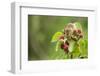 Eurasian Harvest Mouse (Micromys Minutus), Devon, England, United Kingdom-Janette Hill-Framed Photographic Print