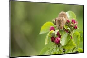 Eurasian Harvest Mouse (Micromys Minutus), Devon, England, United Kingdom-Janette Hill-Mounted Photographic Print