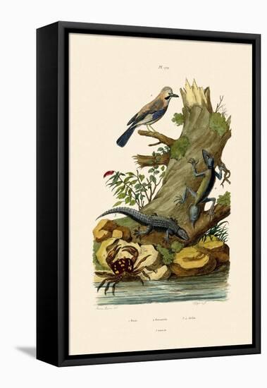 Eurasian Jay, 1833-39-null-Framed Stretched Canvas