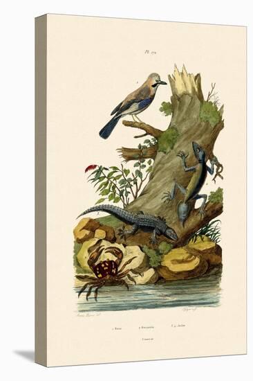 Eurasian Jay, 1833-39-null-Stretched Canvas