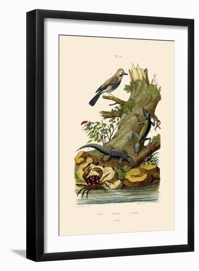 Eurasian Jay, 1833-39-null-Framed Giclee Print