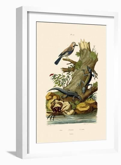 Eurasian Jay, 1833-39-null-Framed Giclee Print