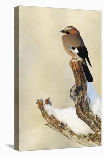 Eurasian Jay (Garrulus Glandarius) Perched on Branch in Snow, Flatanger, Norway, November 2008-Widstrand-Stretched Canvas