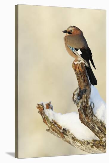 Eurasian Jay (Garrulus Glandarius) Perched on Branch in Snow, Flatanger, Norway, November 2008-Widstrand-Stretched Canvas