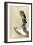 Eurasian Jay (Garrulus Glandarius) Perched on Branch in Snow, Flatanger, Norway, November 2008-Widstrand-Framed Photographic Print