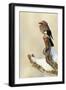 Eurasian Jay (Garrulus Glandarius) Perched on Branch in Snow, Flatanger, Norway, November 2008-Widstrand-Framed Photographic Print