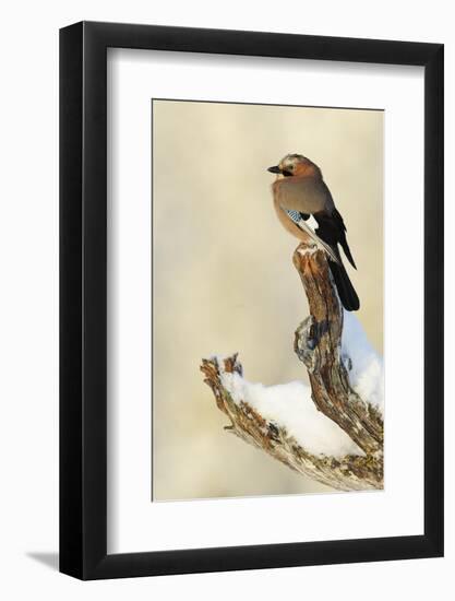 Eurasian Jay (Garrulus Glandarius) Perched on Branch in Snow, Flatanger, Norway, November 2008-Widstrand-Framed Photographic Print