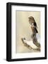 Eurasian Jay (Garrulus Glandarius) Perched on Branch in Snow, Flatanger, Norway, November 2008-Widstrand-Framed Photographic Print