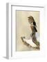 Eurasian Jay (Garrulus Glandarius) Perched on Branch in Snow, Flatanger, Norway, November 2008-Widstrand-Framed Photographic Print