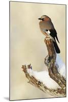 Eurasian Jay (Garrulus Glandarius) Perched on Branch in Snow, Flatanger, Norway, November 2008-Widstrand-Mounted Photographic Print