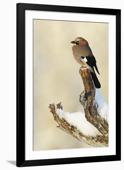 Eurasian Jay (Garrulus Glandarius) Perched on Branch in Snow, Flatanger, Norway, November 2008-Widstrand-Framed Photographic Print