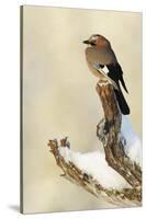 Eurasian Jay (Garrulus Glandarius) Perched on Branch in Snow, Flatanger, Norway, November 2008-Widstrand-Stretched Canvas