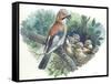 Eurasian Jay Garrulus Glandarius While Bringing Food to Young in Nest-null-Framed Stretched Canvas