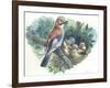 Eurasian Jay Garrulus Glandarius While Bringing Food to Young in Nest-null-Framed Giclee Print