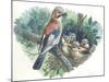 Eurasian Jay Garrulus Glandarius While Bringing Food to Young in Nest-null-Mounted Giclee Print