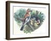 Eurasian Jay Garrulus Glandarius While Bringing Food to Young in Nest-null-Framed Giclee Print