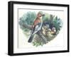 Eurasian Jay Garrulus Glandarius While Bringing Food to Young in Nest-null-Framed Giclee Print