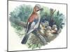 Eurasian Jay Garrulus Glandarius While Bringing Food to Young in Nest-null-Mounted Giclee Print