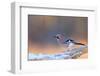 Eurasian jay perched on snow-covered branch, Poland-Andres M. Dominguez-Framed Photographic Print