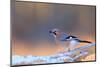 Eurasian jay perched on snow-covered branch, Poland-Andres M. Dominguez-Mounted Photographic Print