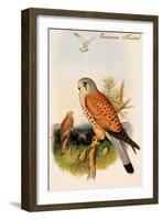 Eurasian Kestrel-John Gould-Framed Art Print