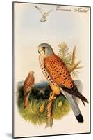 Eurasian Kestrel-John Gould-Mounted Art Print