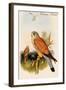Eurasian Kestrel-John Gould-Framed Art Print