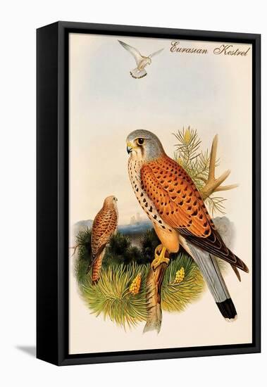 Eurasian Kestrel-John Gould-Framed Stretched Canvas