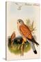 Eurasian Kestrel-John Gould-Stretched Canvas