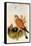 Eurasian Kestrel-John Gould-Framed Stretched Canvas