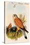 Eurasian Kestrel-John Gould-Stretched Canvas